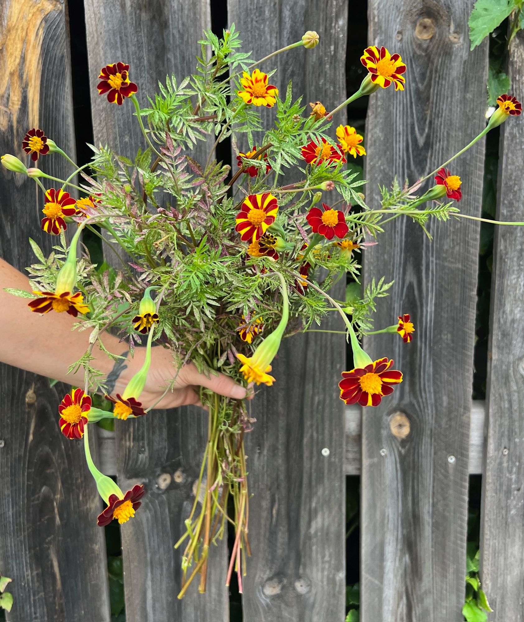 TAGETES patula Pinwheel