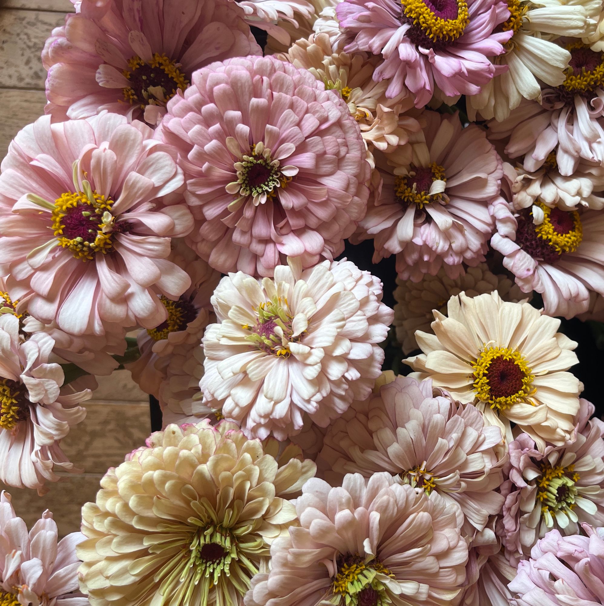 ZINNIA elegans Dawn Creek Blush