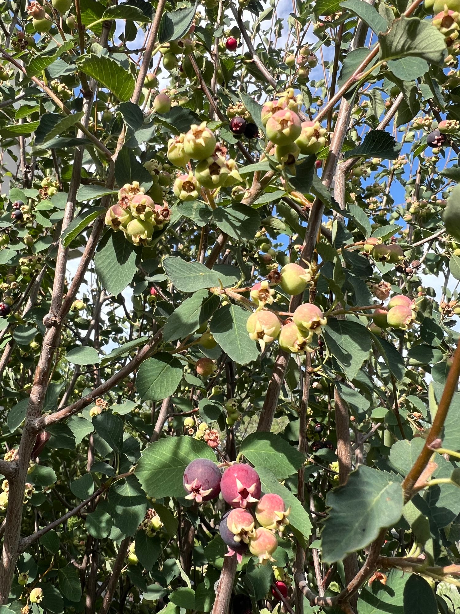 AMELANCHIER alnifolia