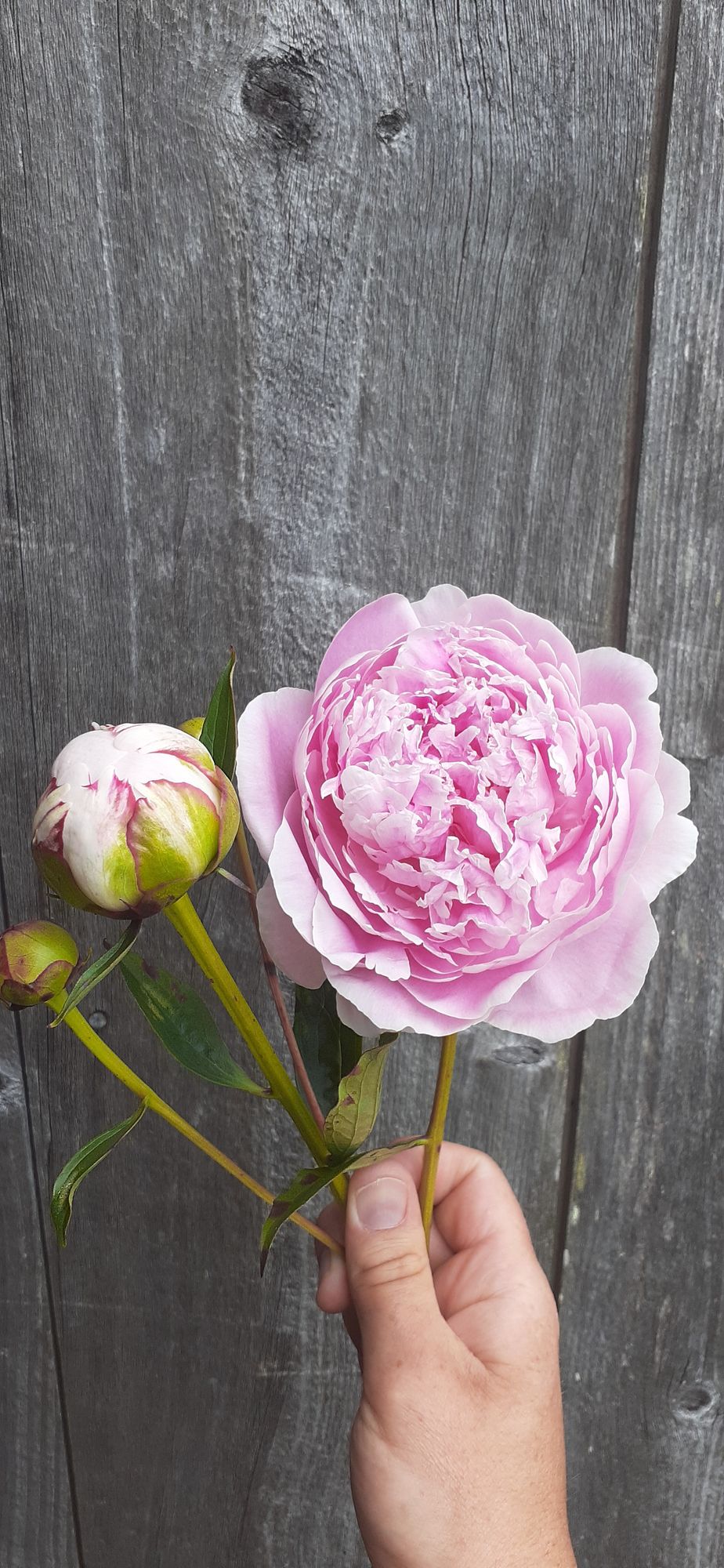 PAEONIA lactiflora Sarah Bernhardt