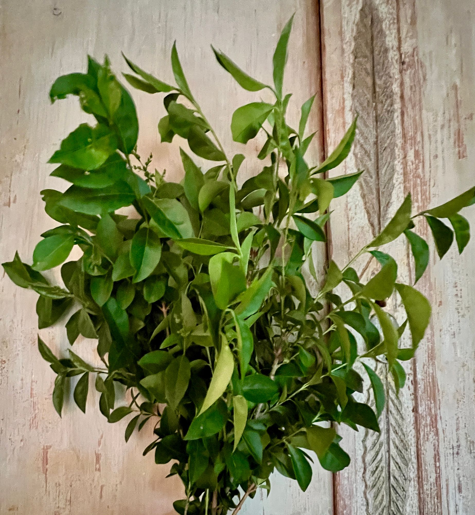 LIGUSTRUM