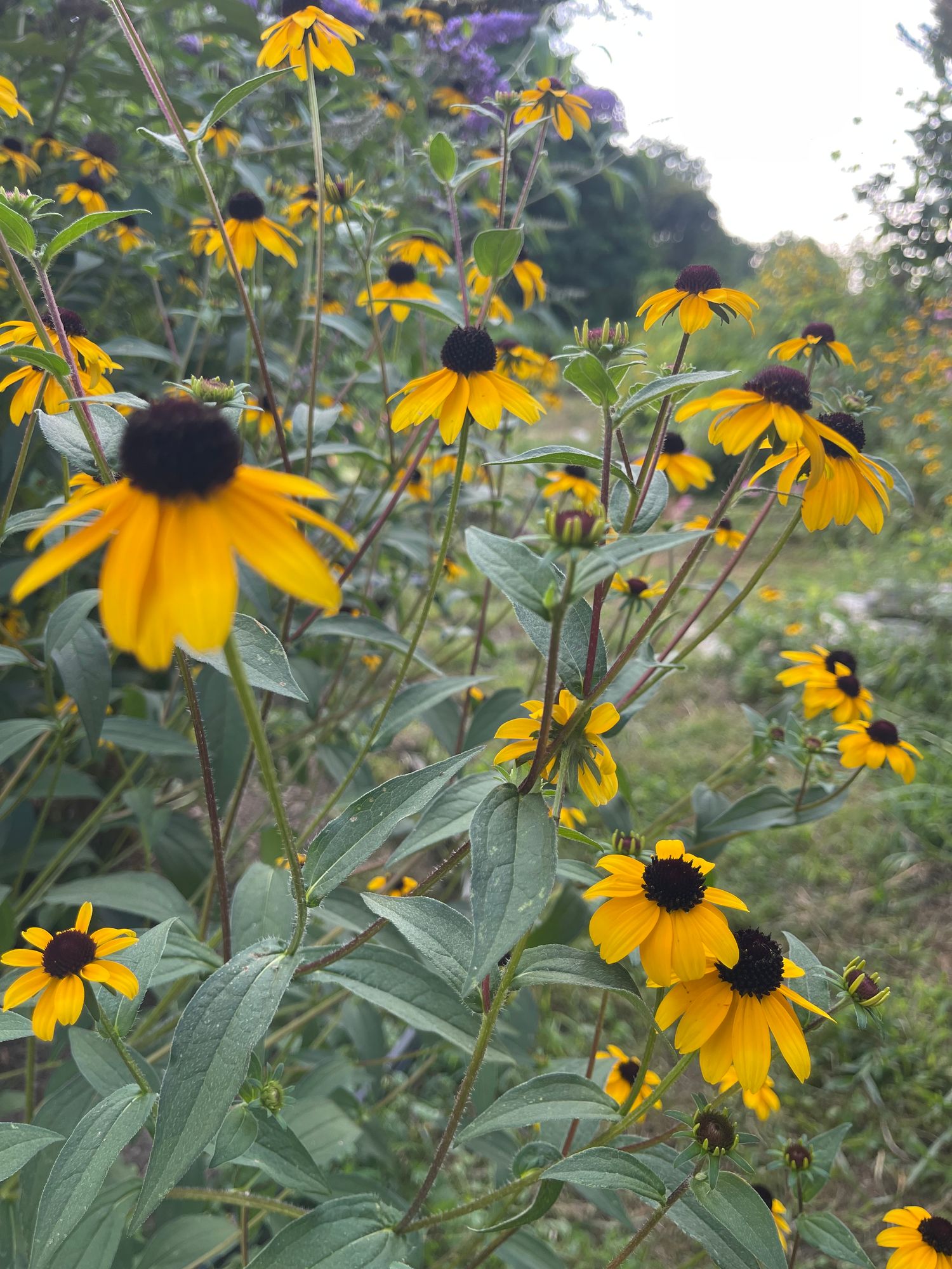 RUDBECKIA triloba