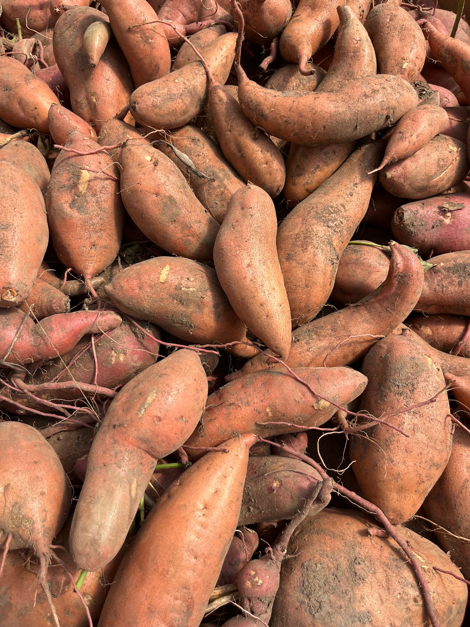 Sweet Potatoes