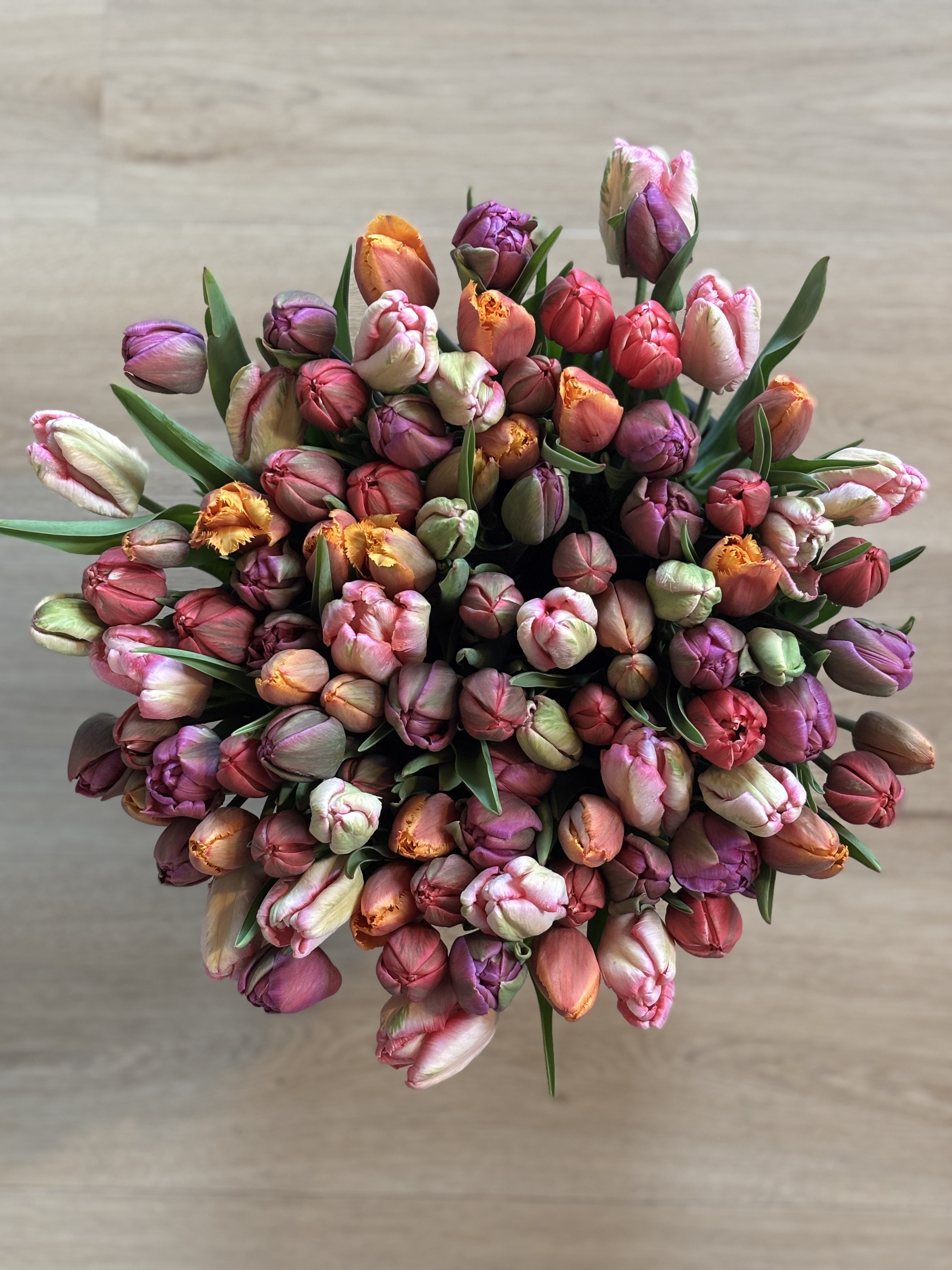 Farmer's Choice Tulip Bucket (100 Stems)