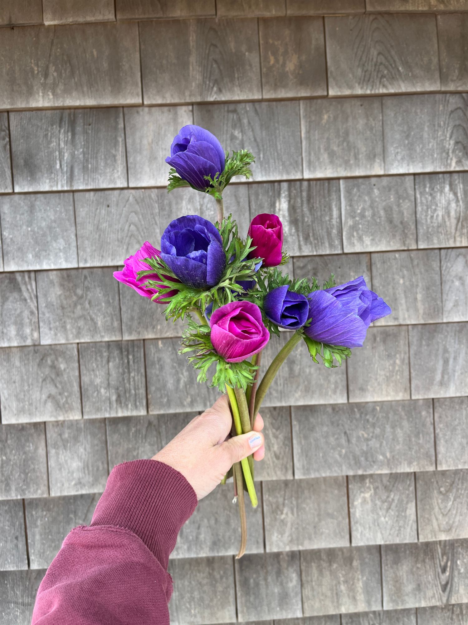 ANEMONE coronaria Jerusalem