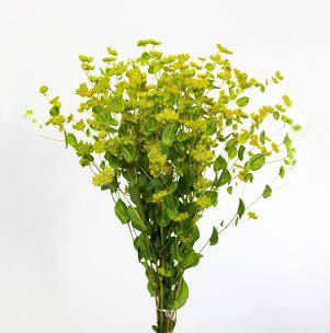 BUPLEURUM griffithii Green Gold