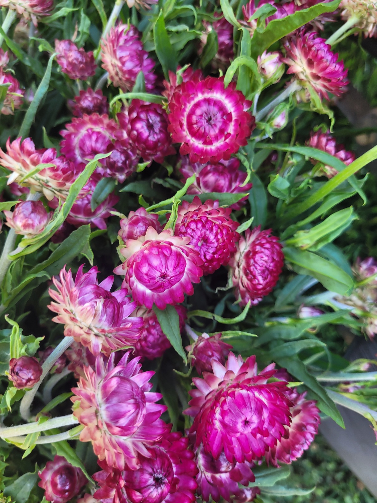 XEROCHRYSUM bracteatum Cranberry Rose