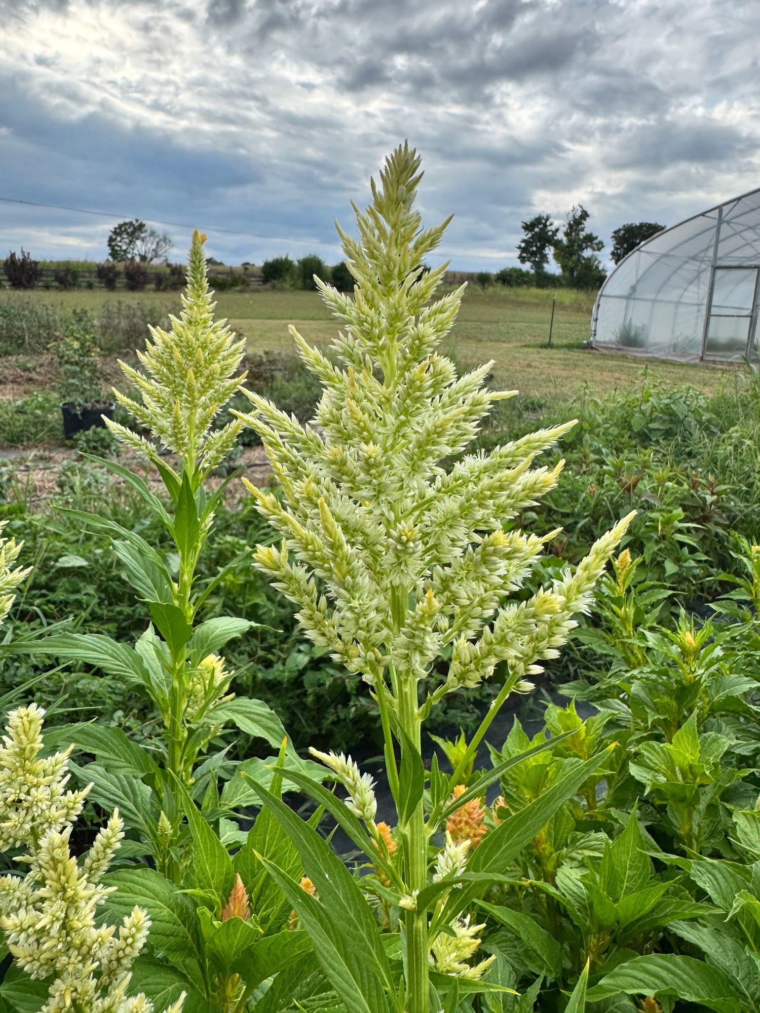 CELOSIA argentea