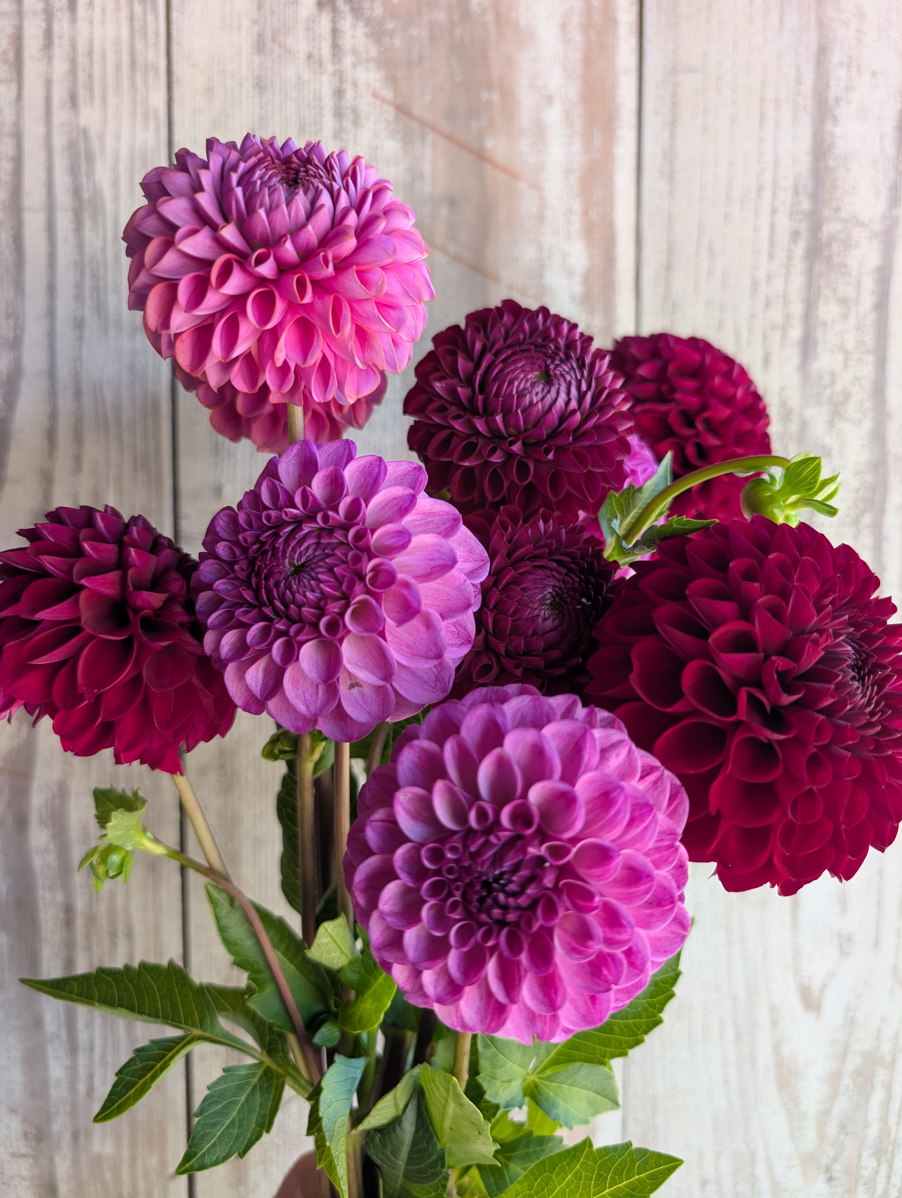 DAHLIA