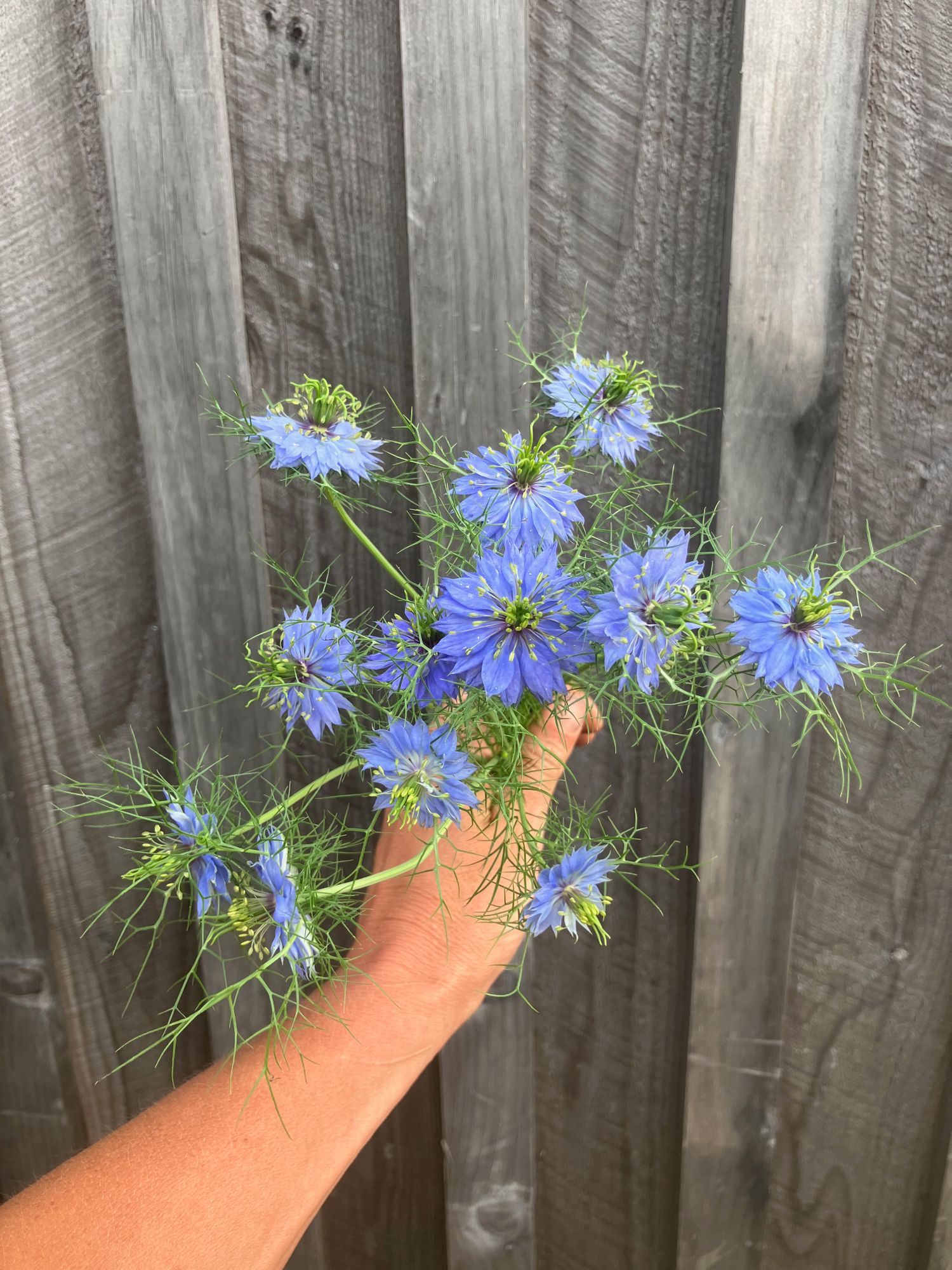 NIGELLA damascena Miss Jekyll