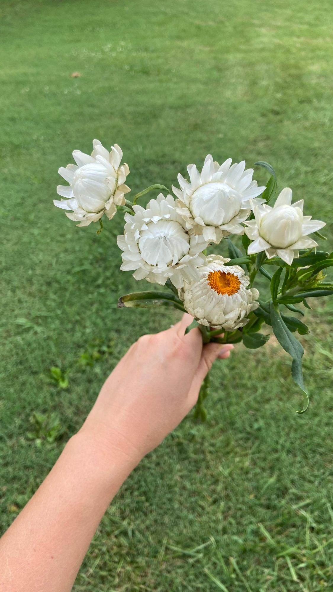 XEROCHRYSUM bracteatum Creamy White