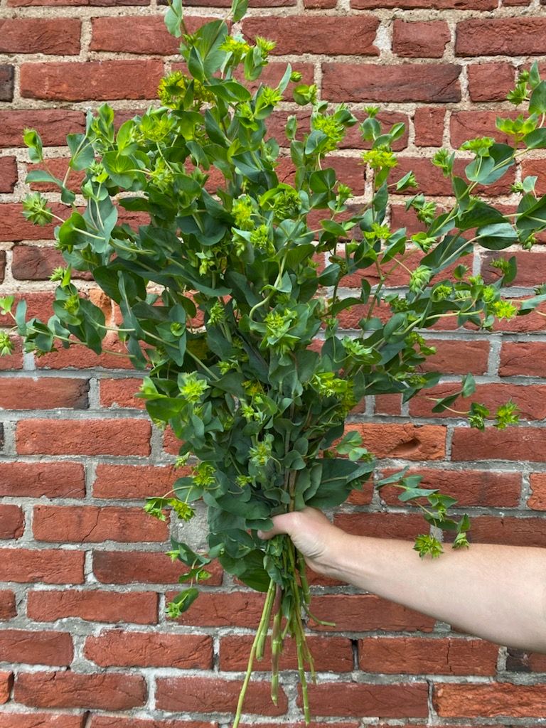 BUPLEURUM griffithii Green Gold