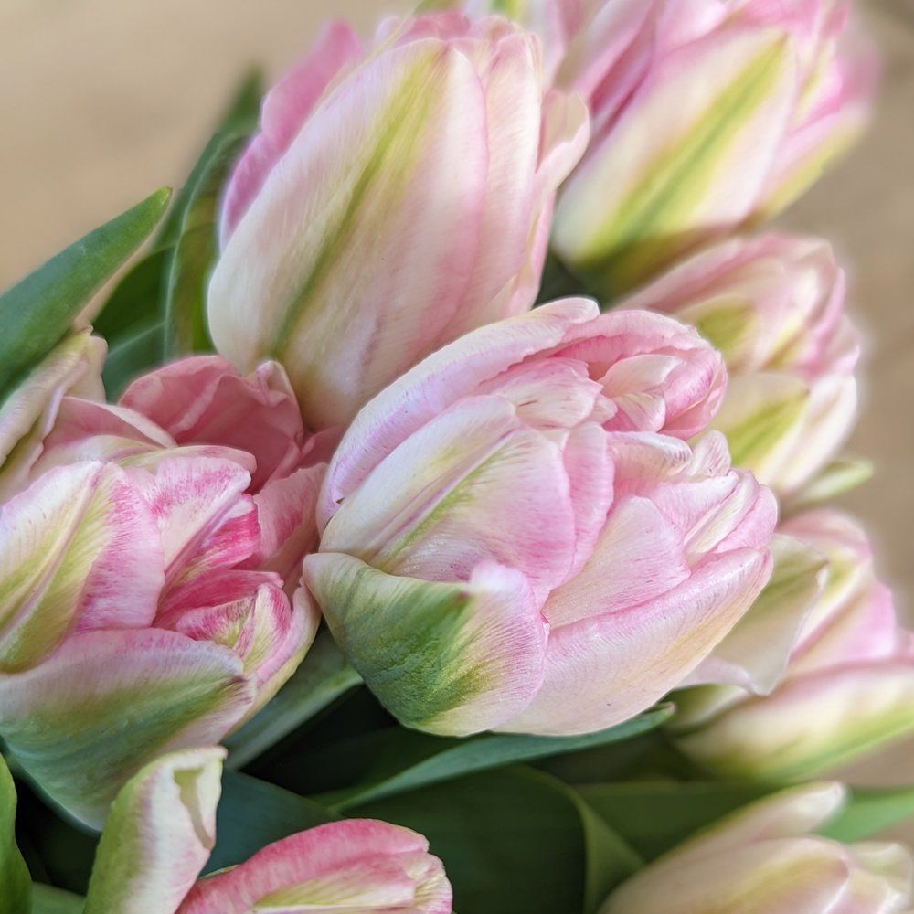TULIPA Foxtrot