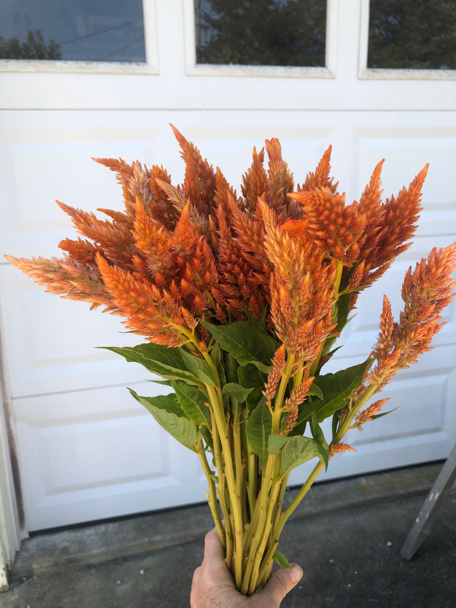 CELOSIA argentea var. plumosa Sunday Series