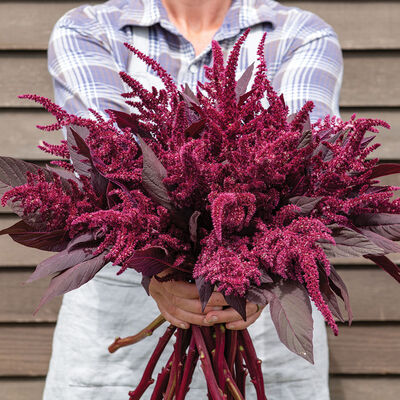 AMARANTHUS cruentus Red Spike