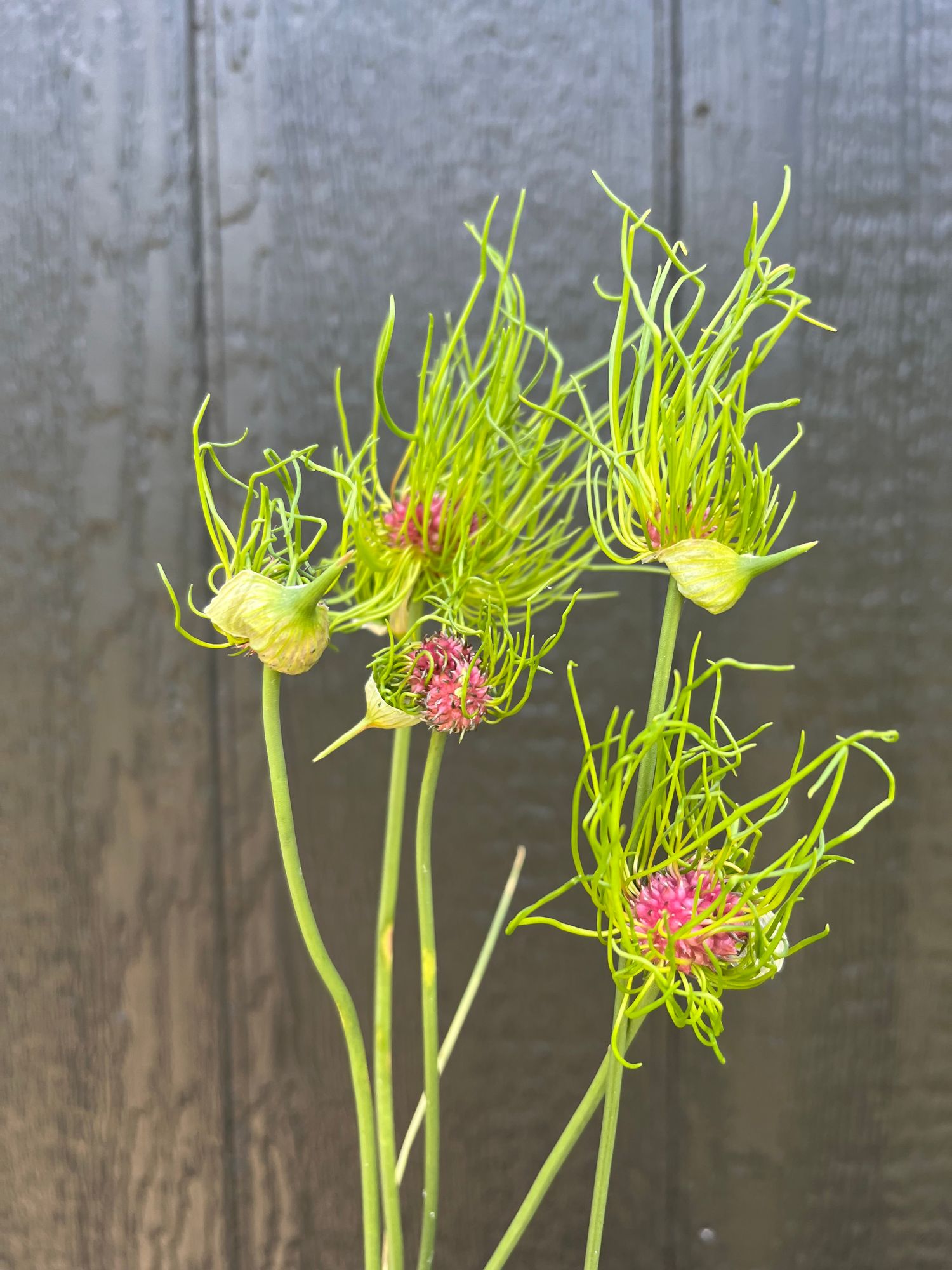 ALLIUM