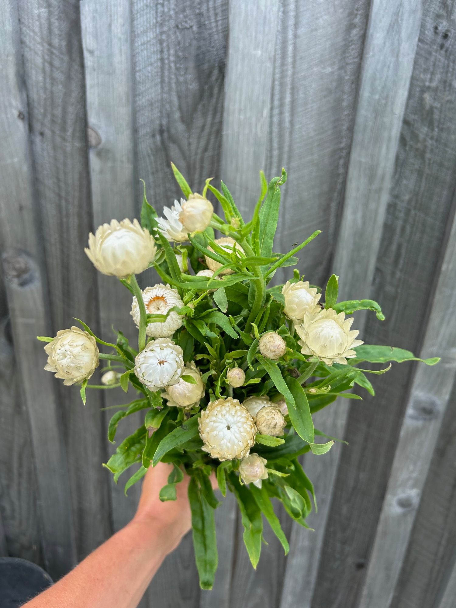 XEROCHRYSUM bracteatum Vintage White