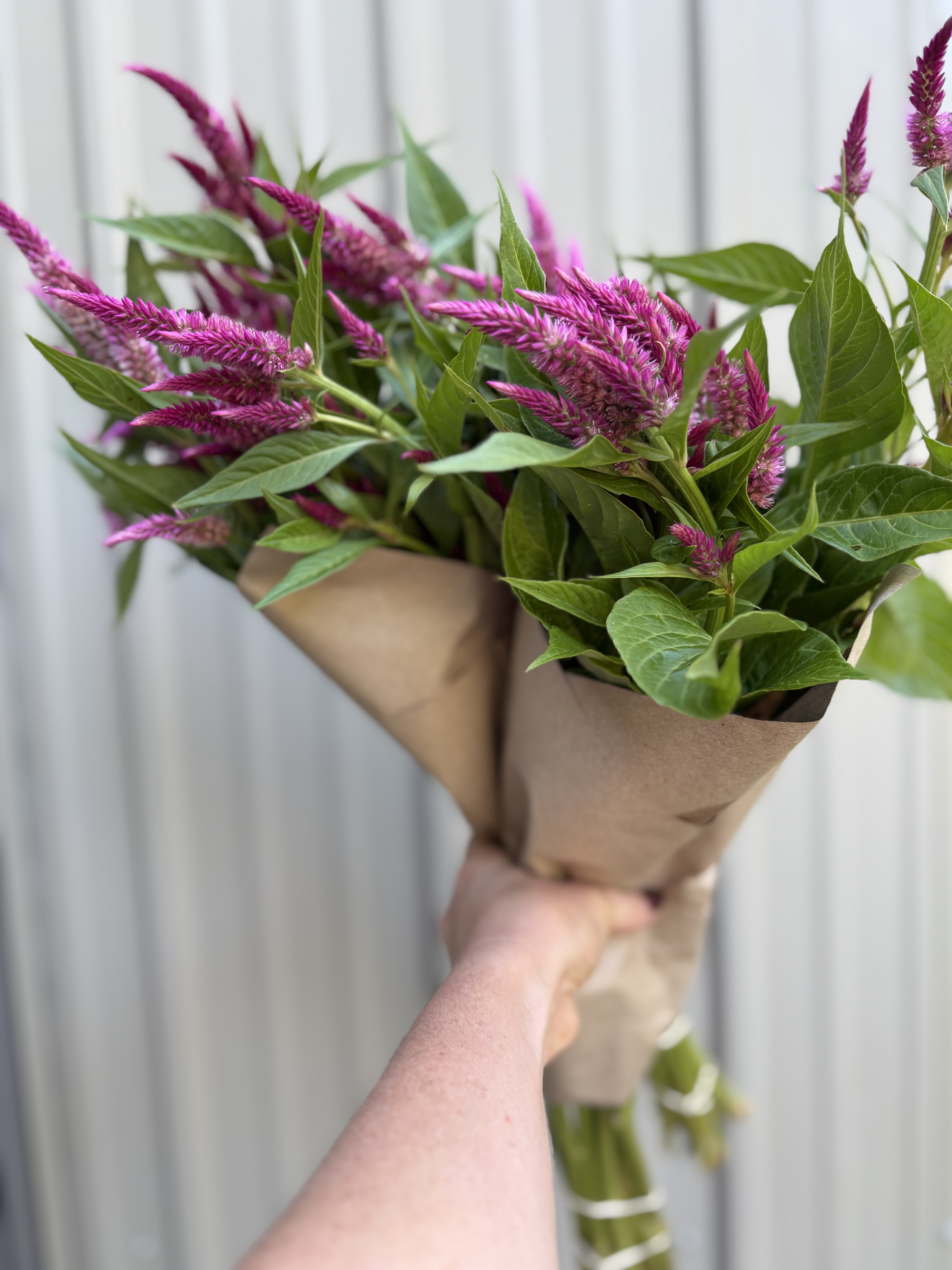 CELOSIA argentea spicata
