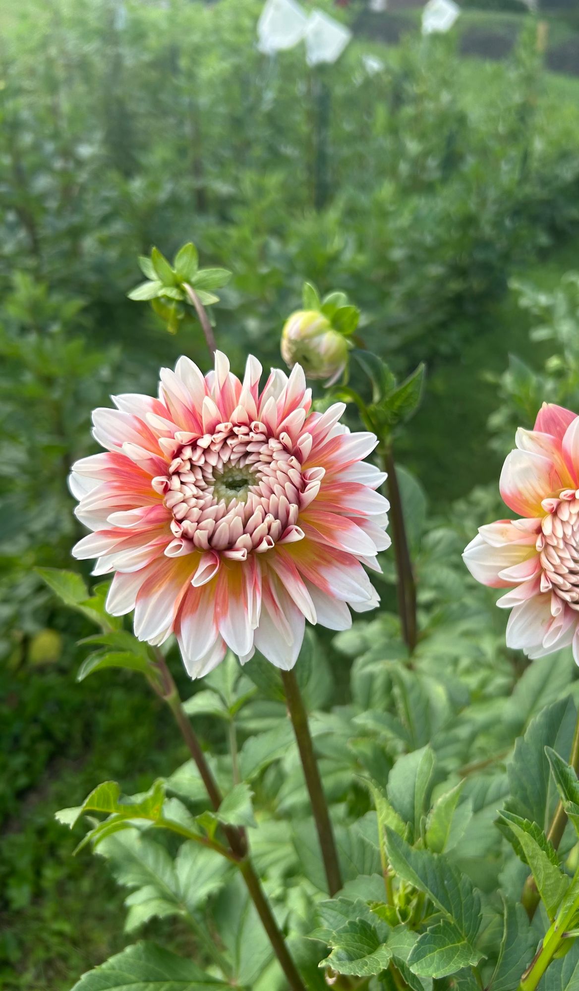 DAHLIA A La Mode