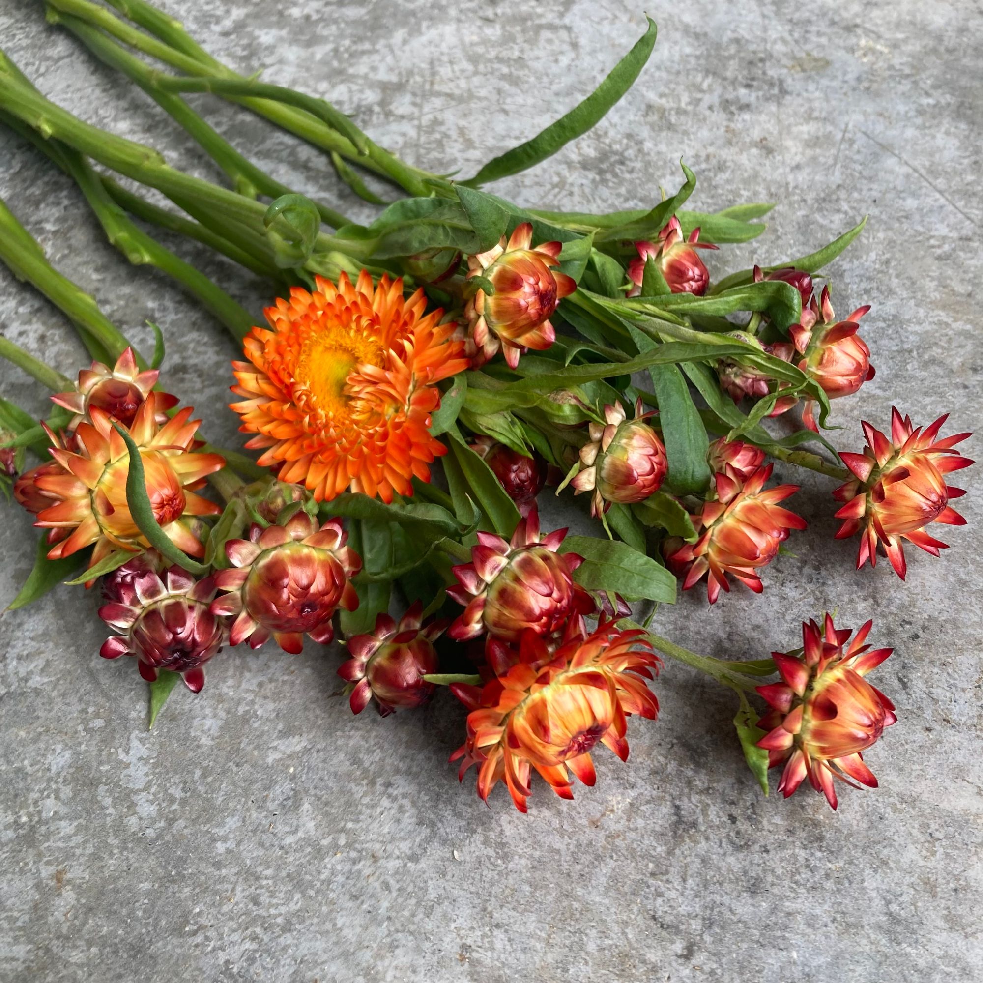 XEROCHRYSUM bracteatum King Size Orange