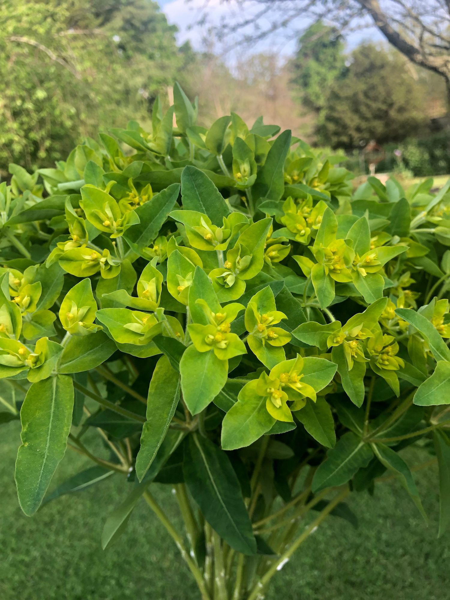 EUPHORBIA oblongata