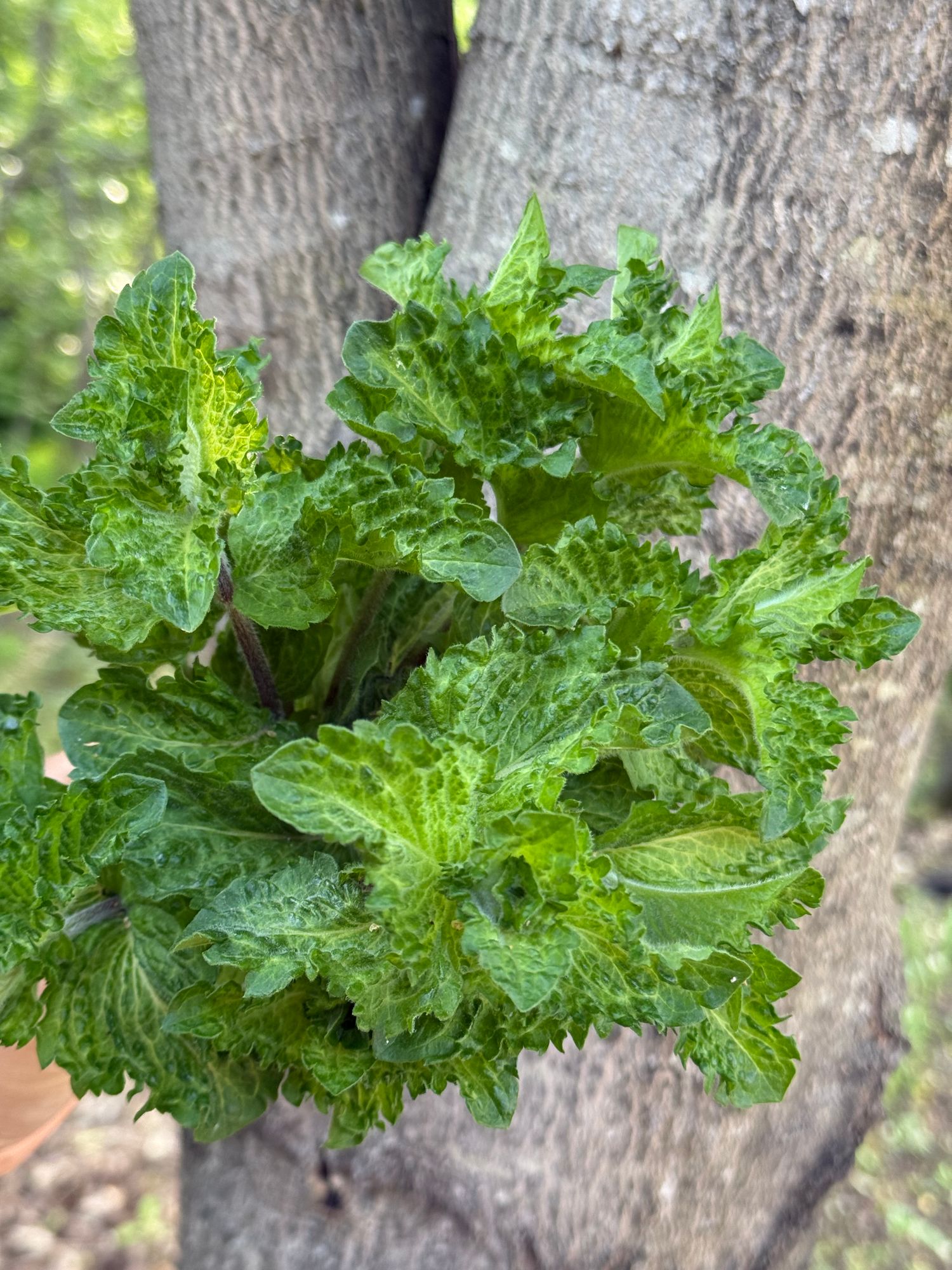 MENTHA spicata