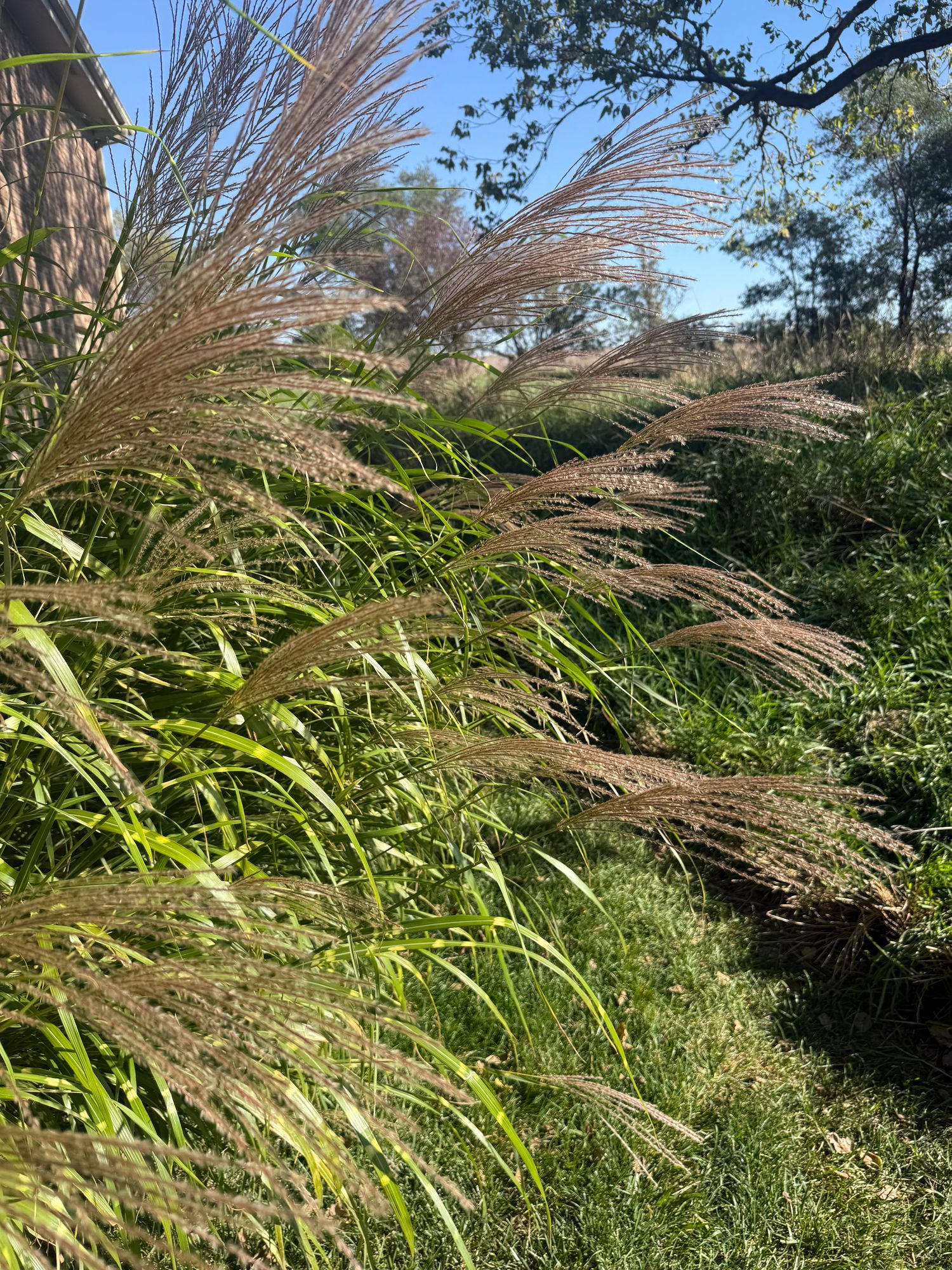 MISCANTHUS sinensis zebrinus