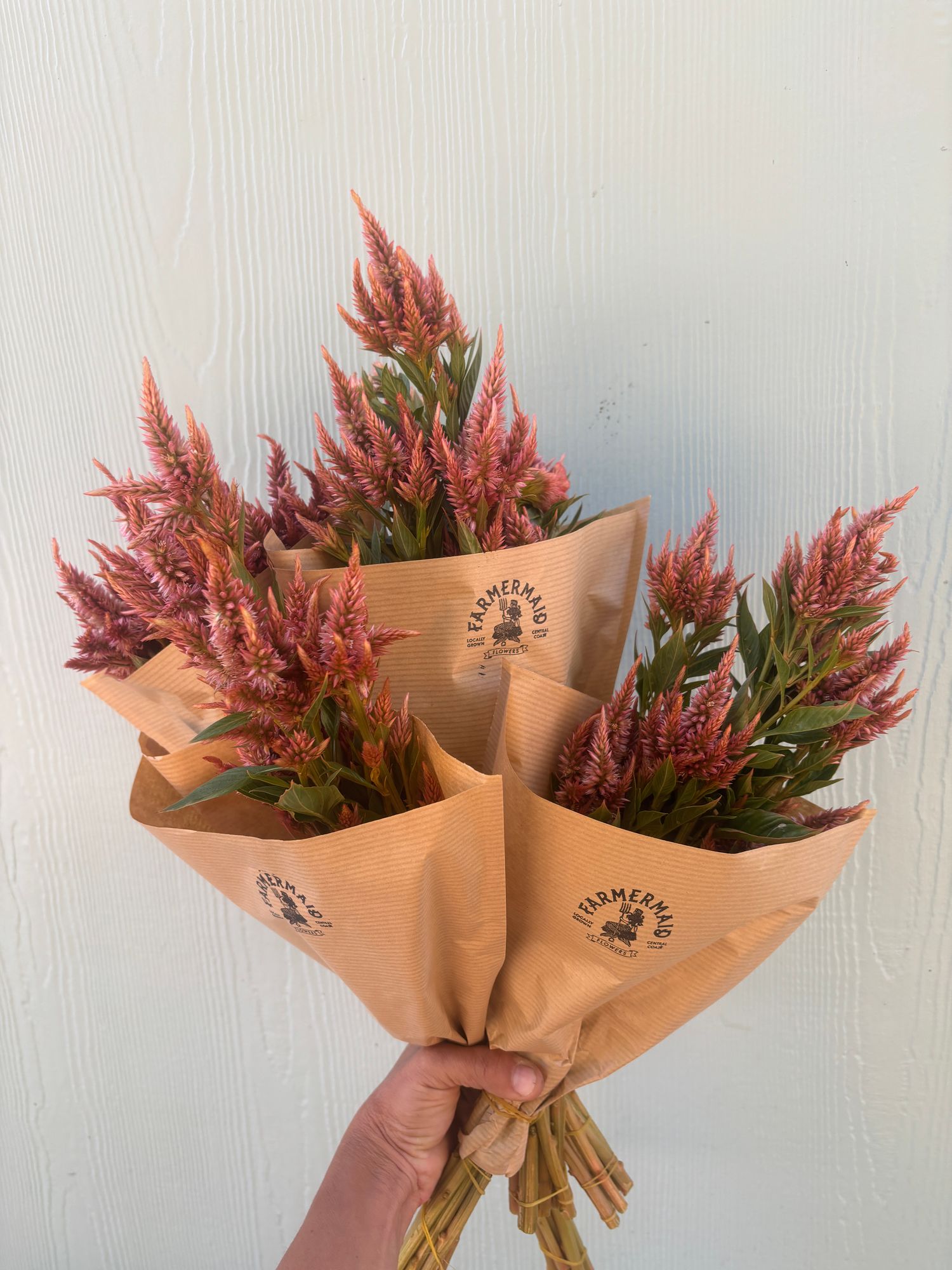 CELOSIA argentea spicata