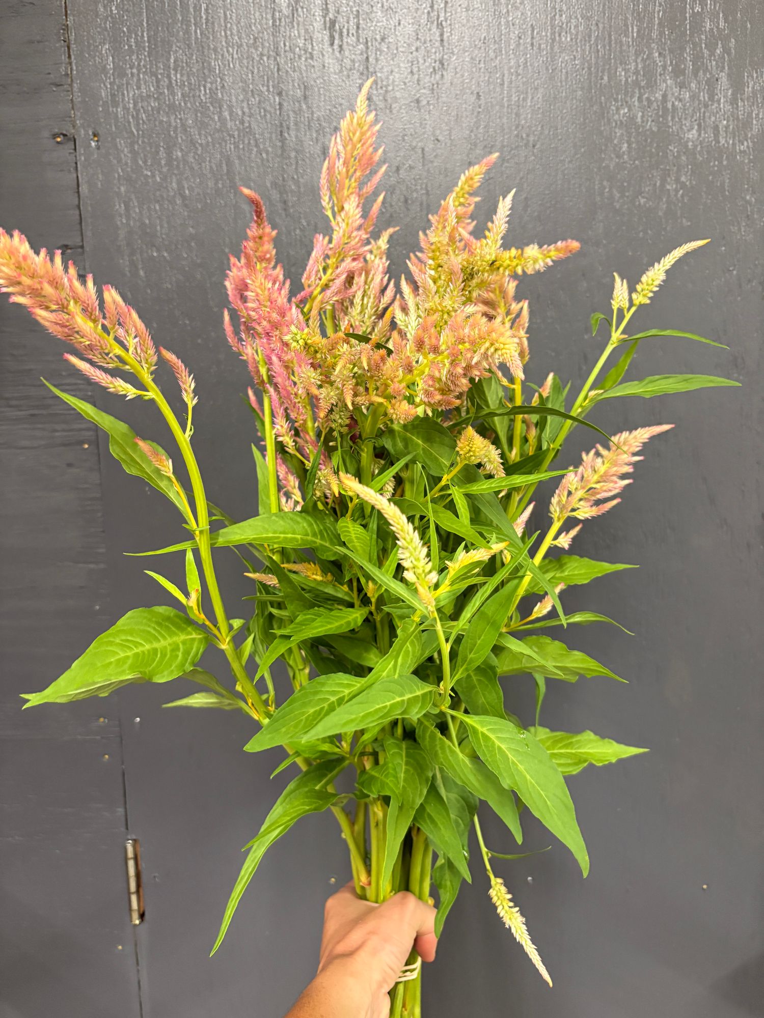 CELOSIA argentea var. plumosa Rainbow Sherbet