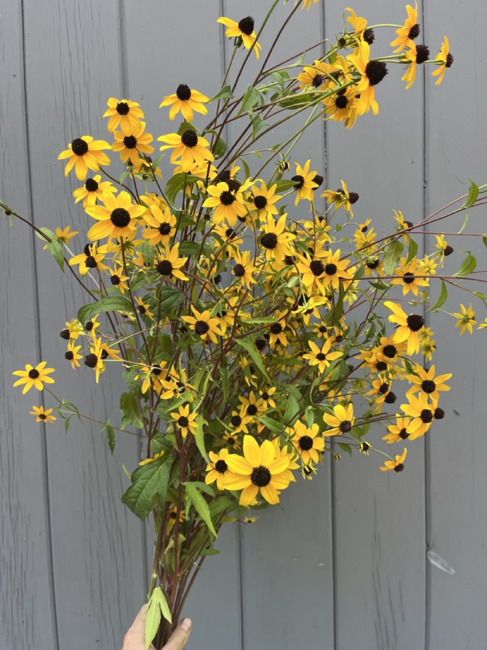 RUDBECKIA triloba