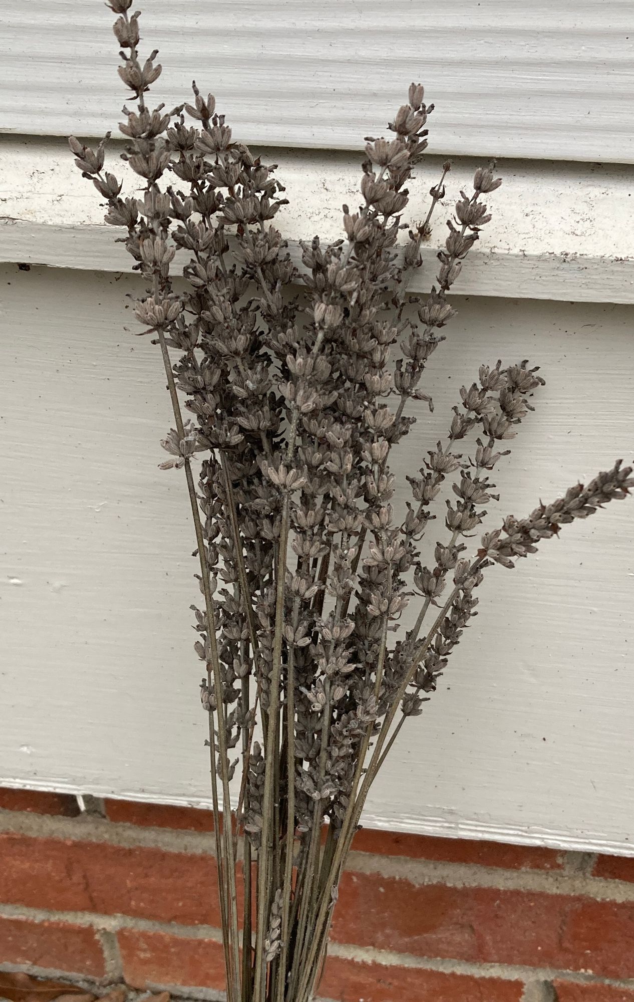 LAVANDULA