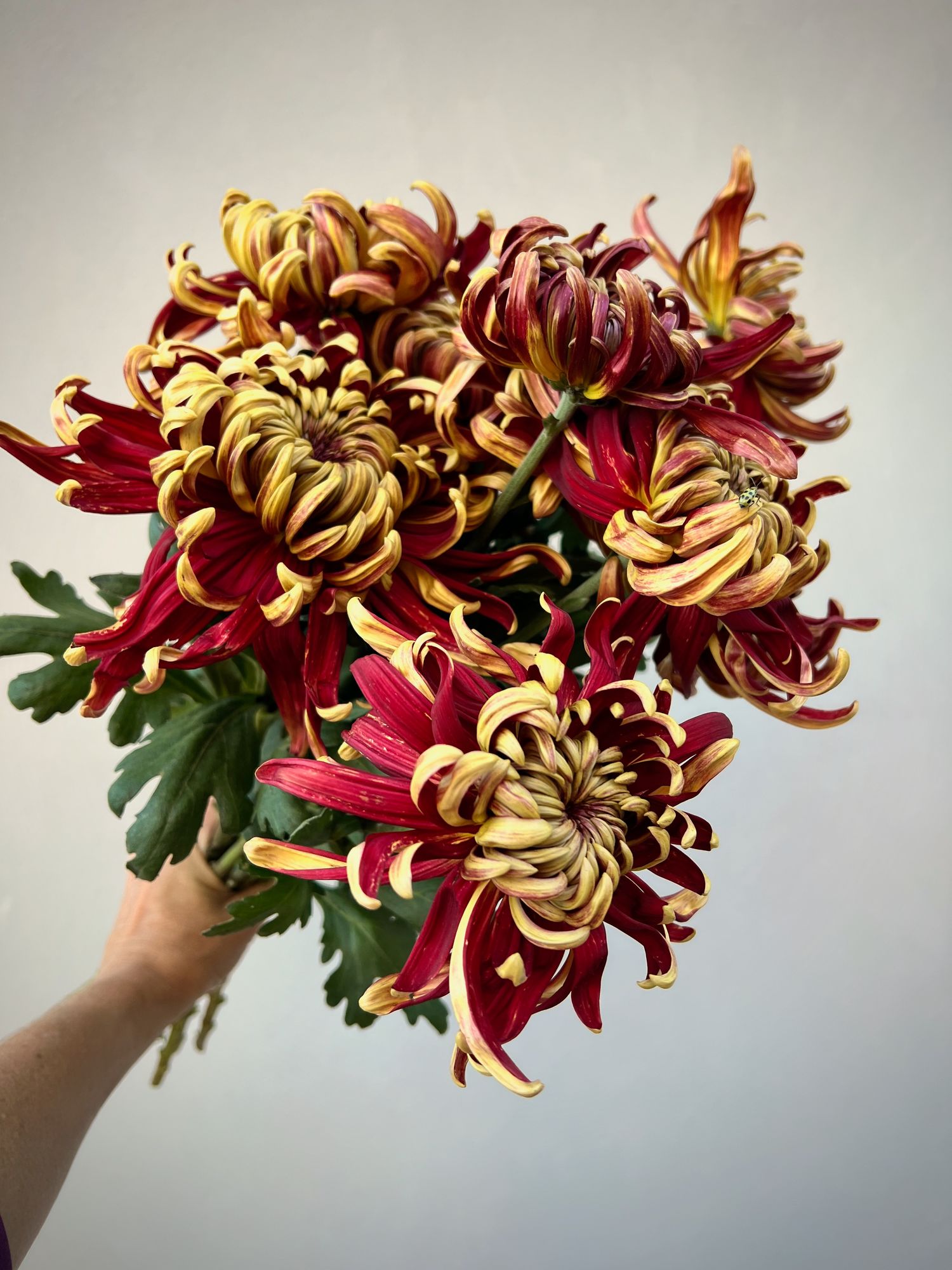 CHRYSANTHEMUM x Crimson Tide