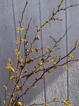 HAMAMELIS virginiana