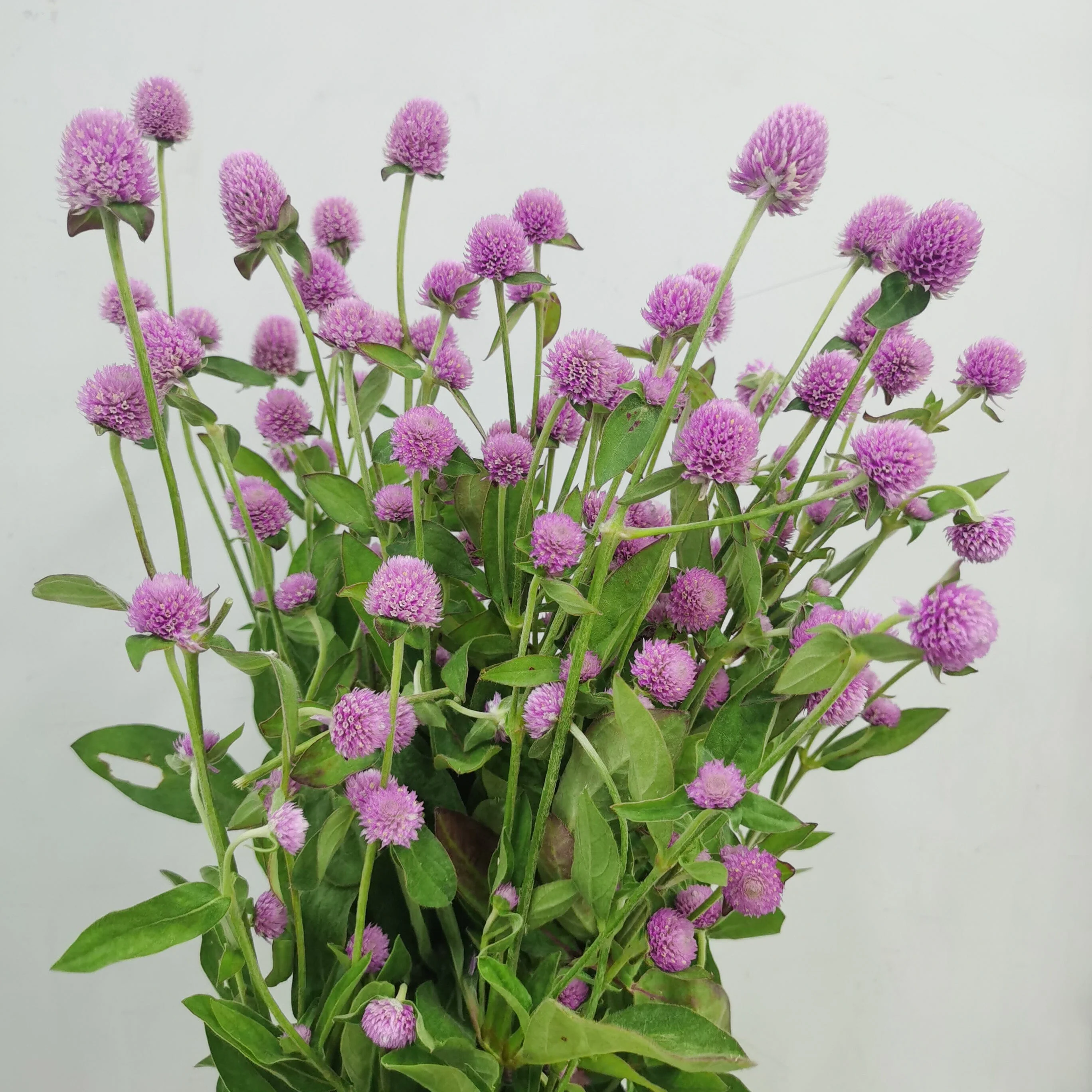 GOMPHRENA globosa QIS Lilac