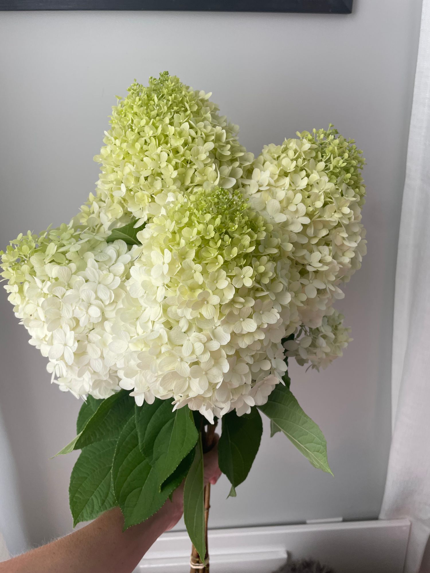 HYDRANGEA paniculata Limelight