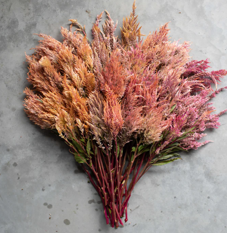 CELOSIA argentea var. plumosa Rose Gold