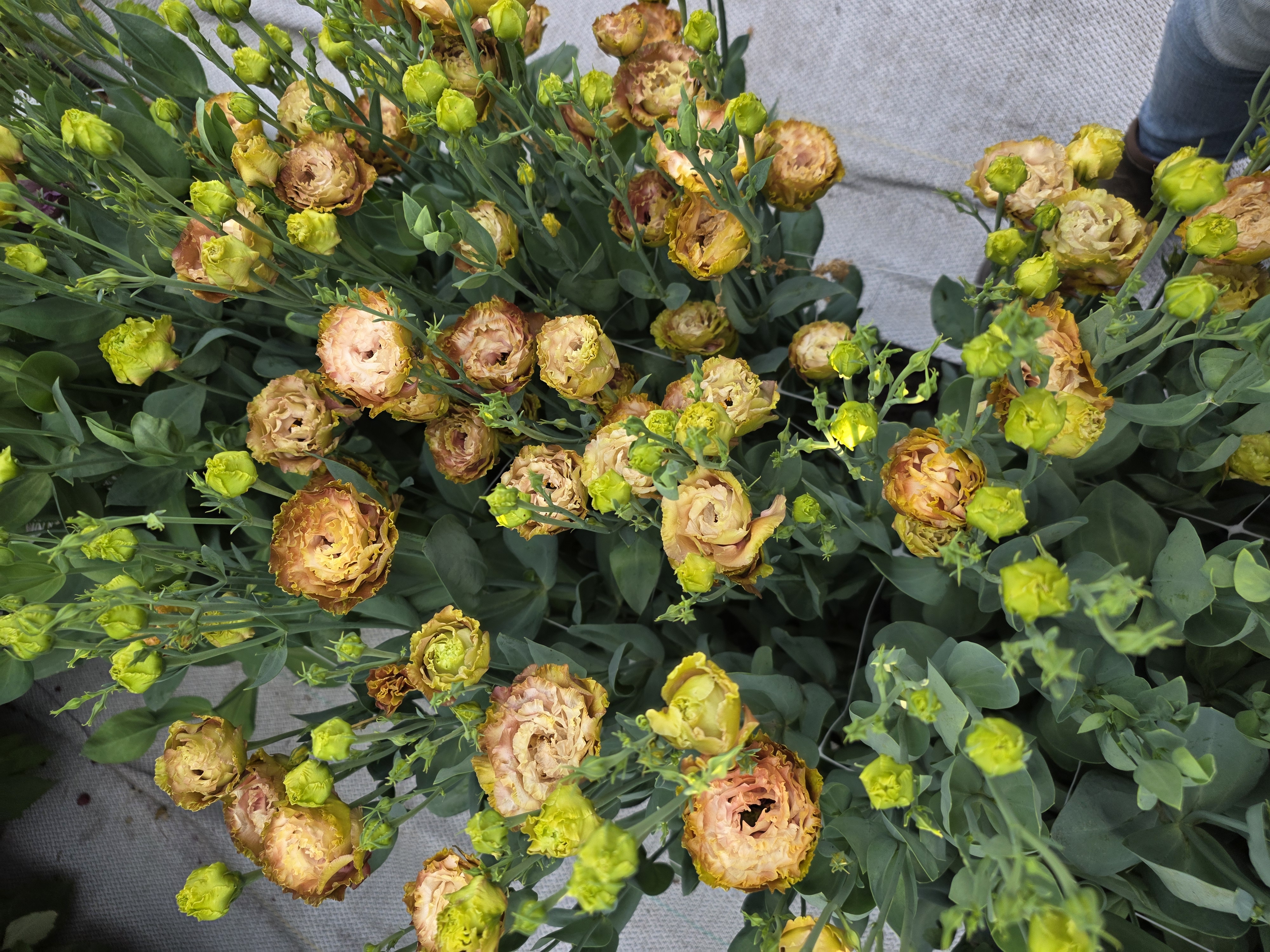 EUSTOMA grandiflorum Rosanne Terracotta