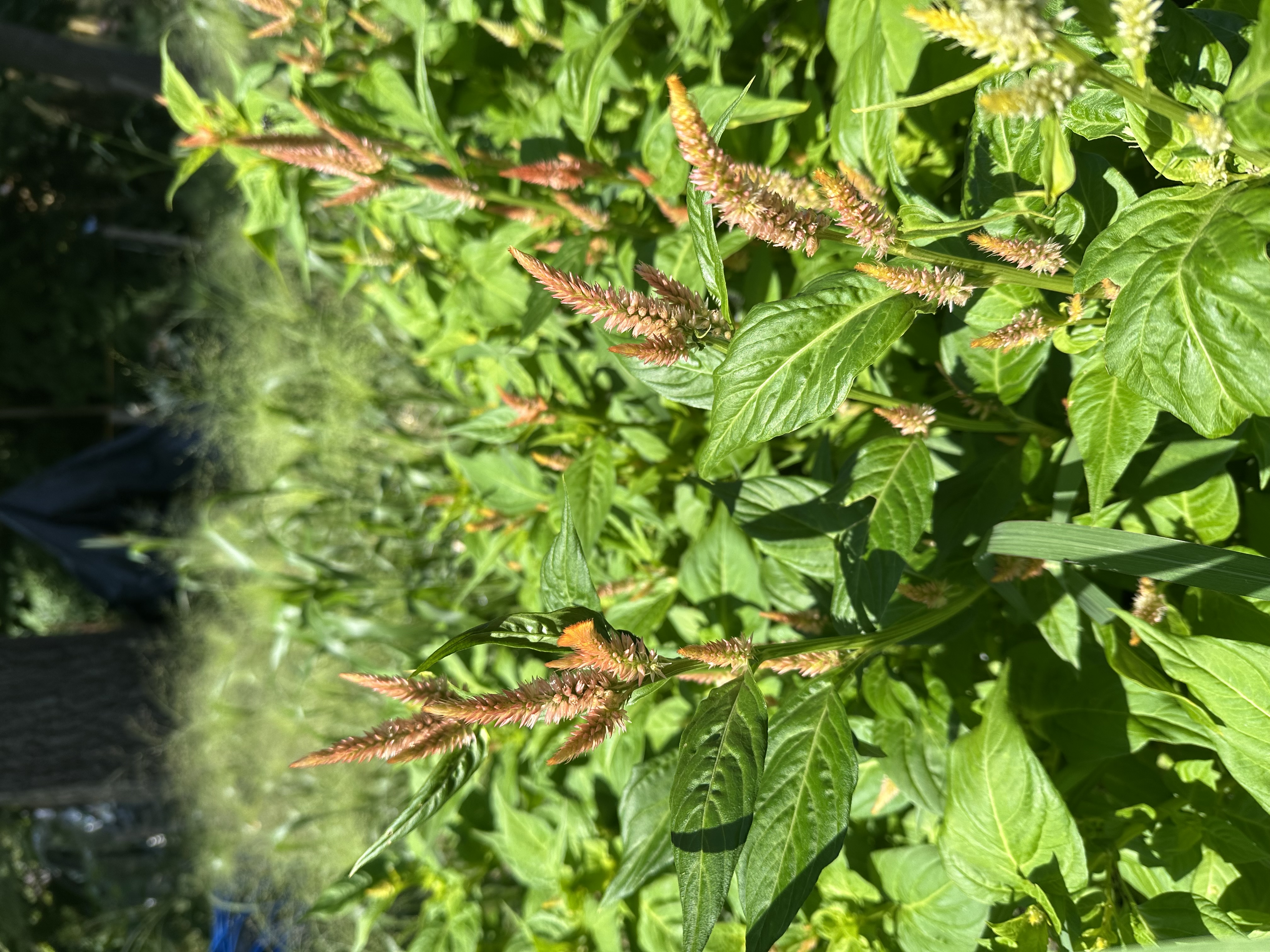 CELOSIA argentea