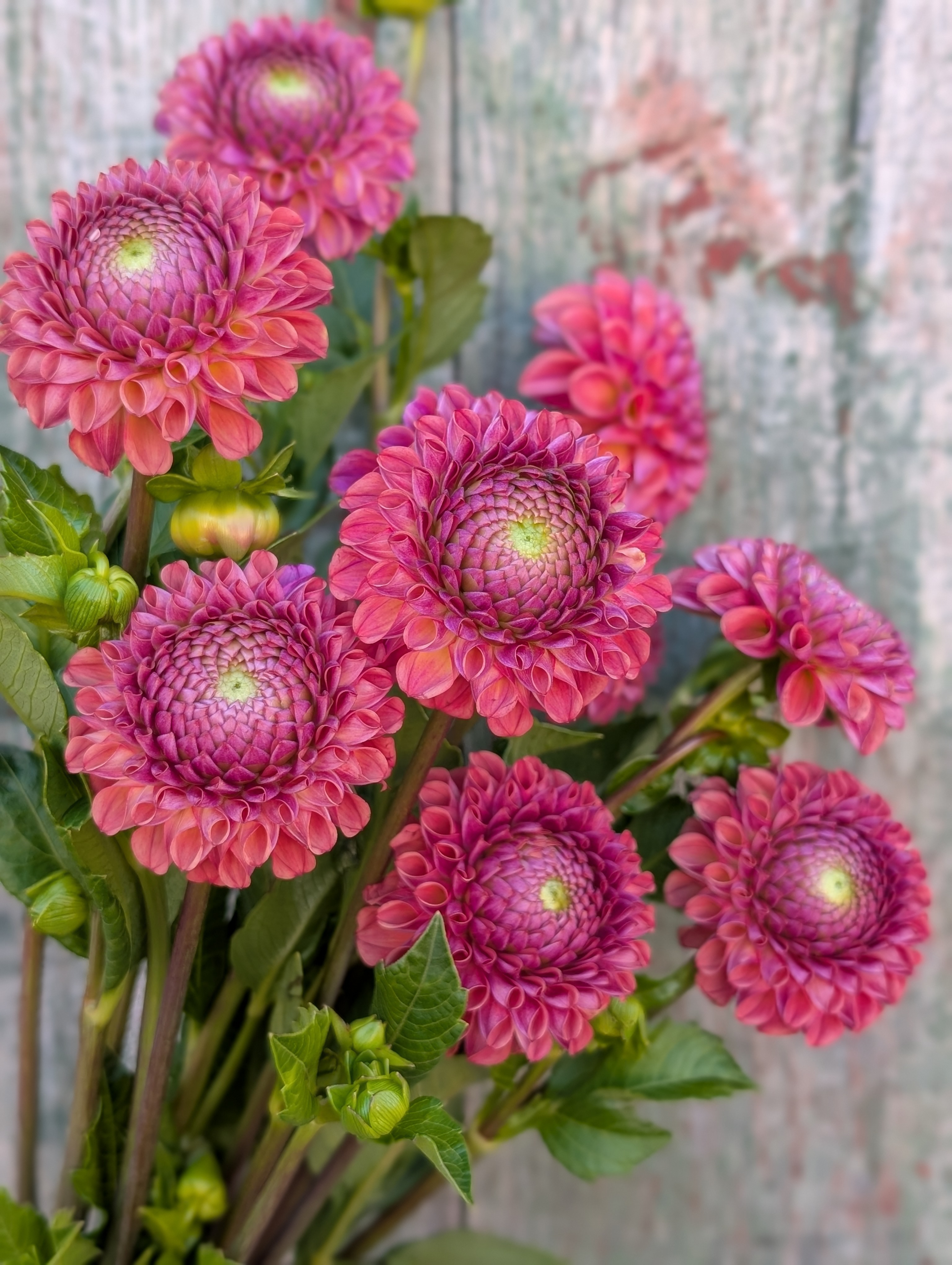 DAHLIA Caitlins Joy