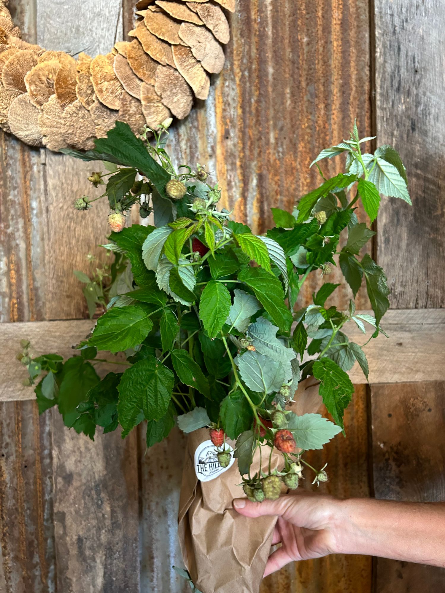 RUBUS idaeus