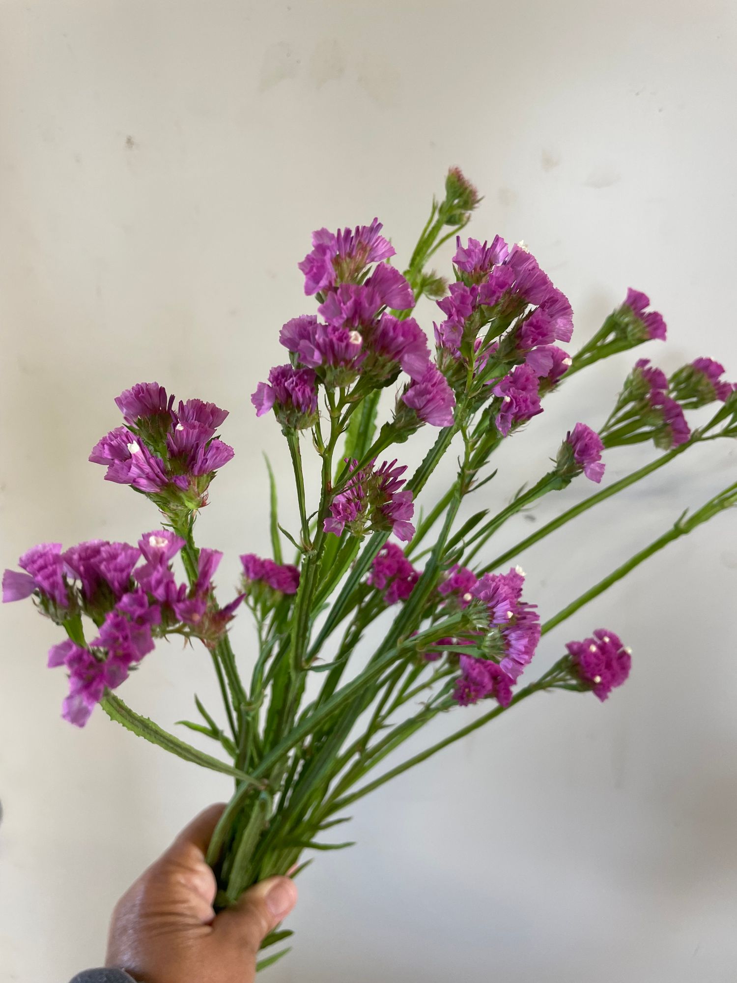 LIMONIUM sinuatum Seeker