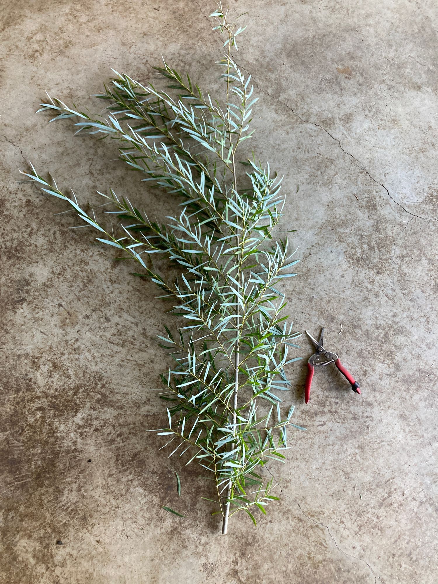 SALIX discolor