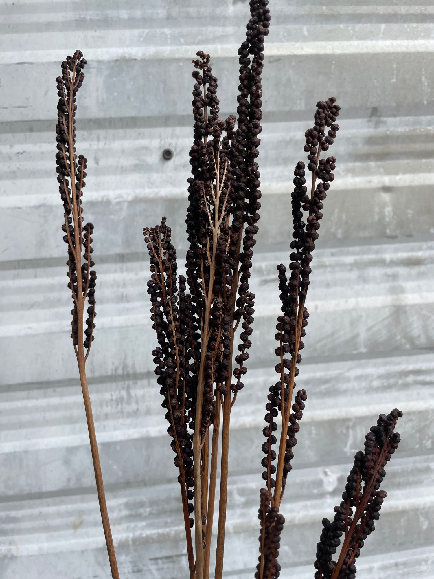 MATTEUCCIA struthiopteris