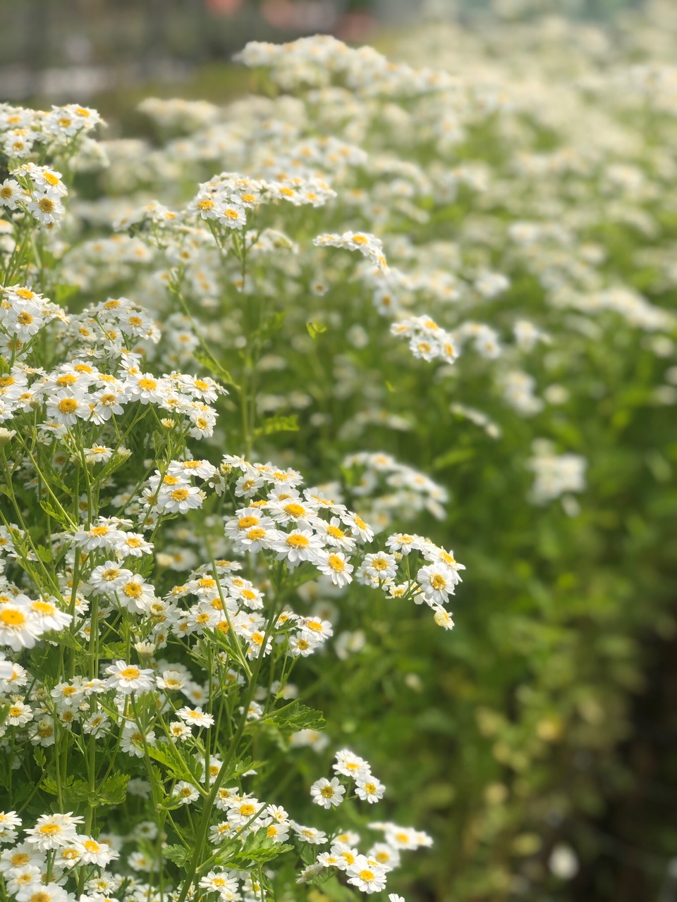 TANACETUM parthenium Magic Single