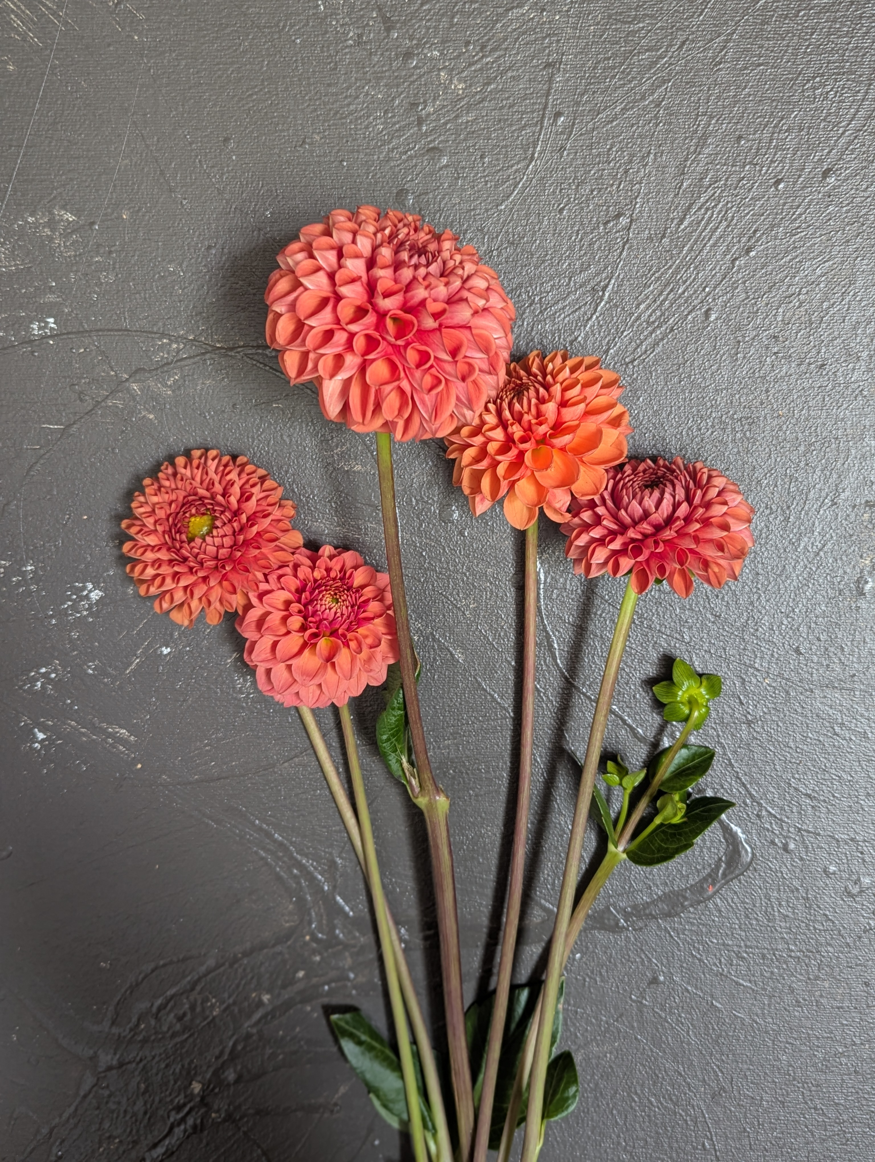DAHLIA Decorative
