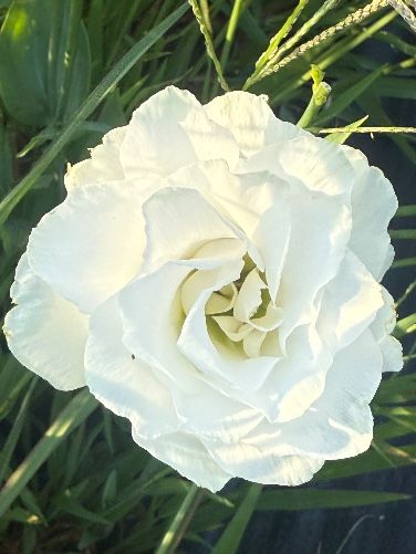 EUSTOMA grandiflorum Voyage