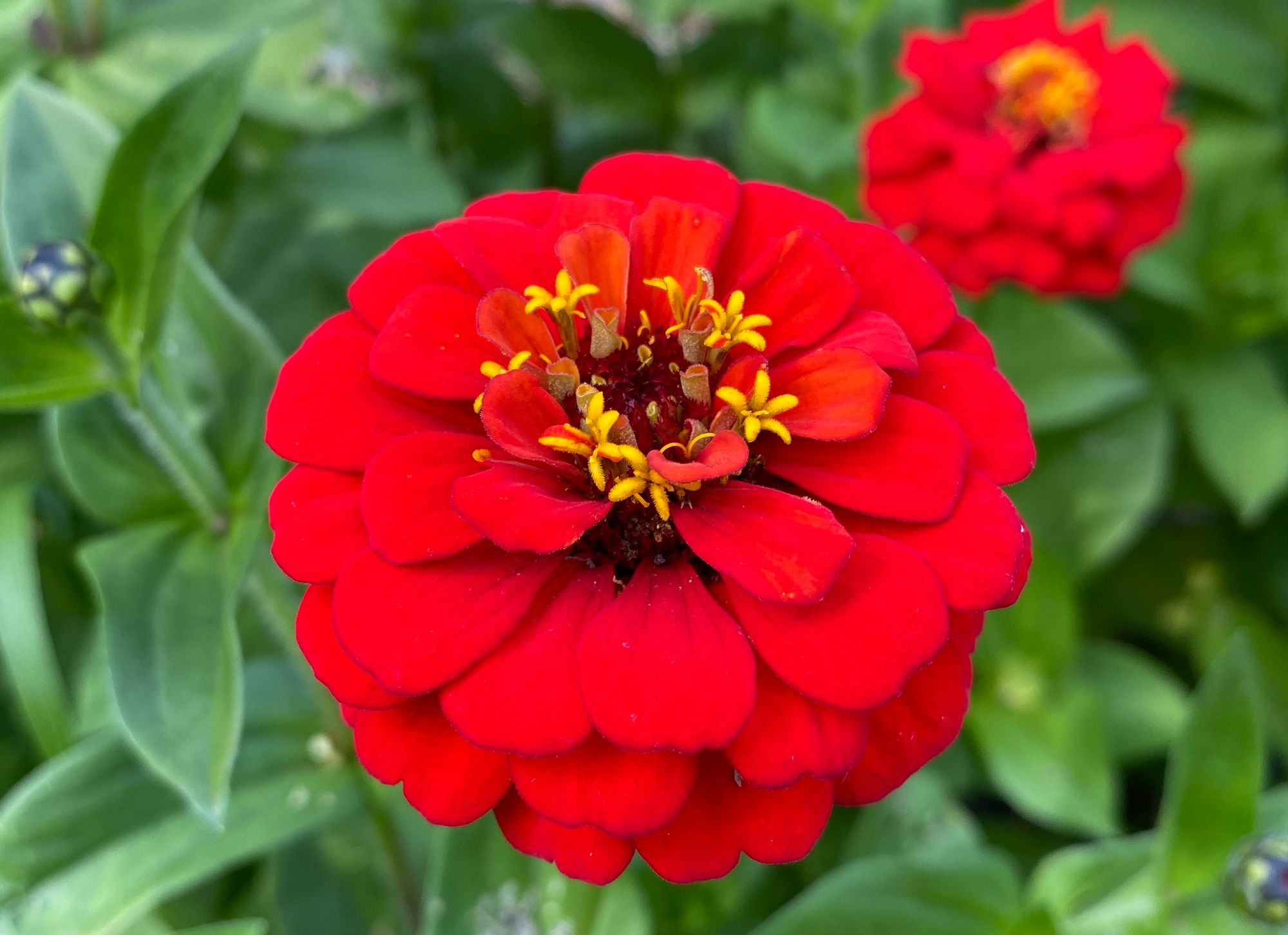 ZINNIA