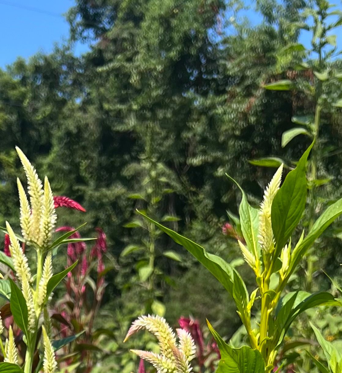 CELOSIA argentea Eternity