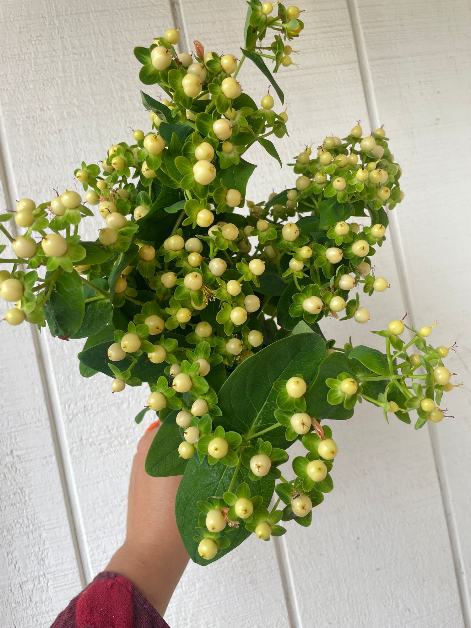 HYPERICUM androsaemum