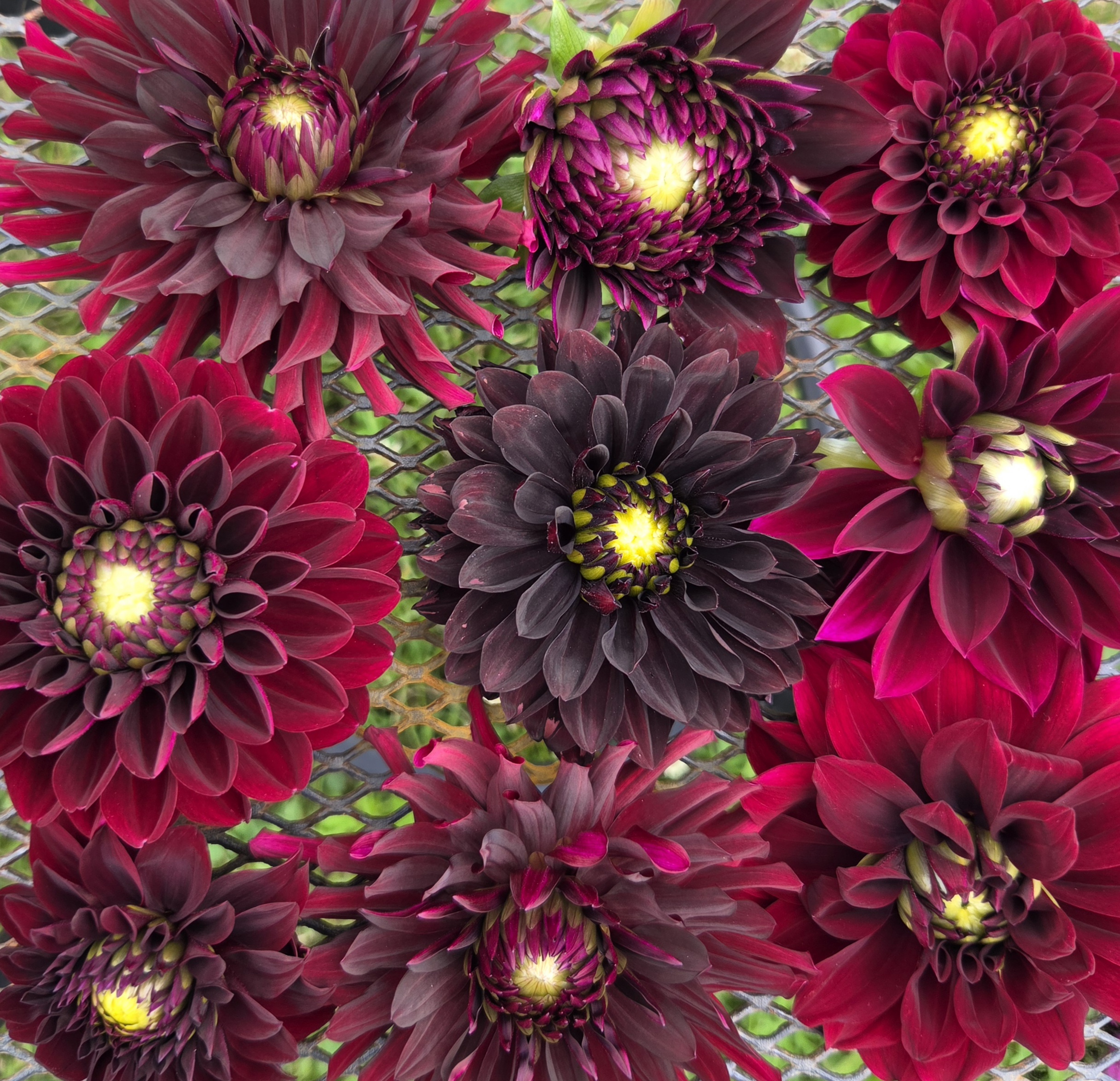 DAHLIA